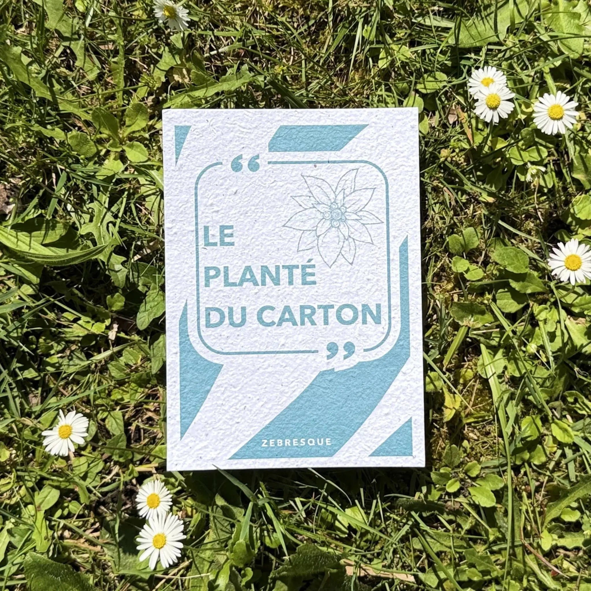 Carte à planter ZEBRESQUE “Le planté du carton” en papier recyclé avec graines de fleurs sauvages, photographiée dans l’herbe au soleil avec des pâquerettes