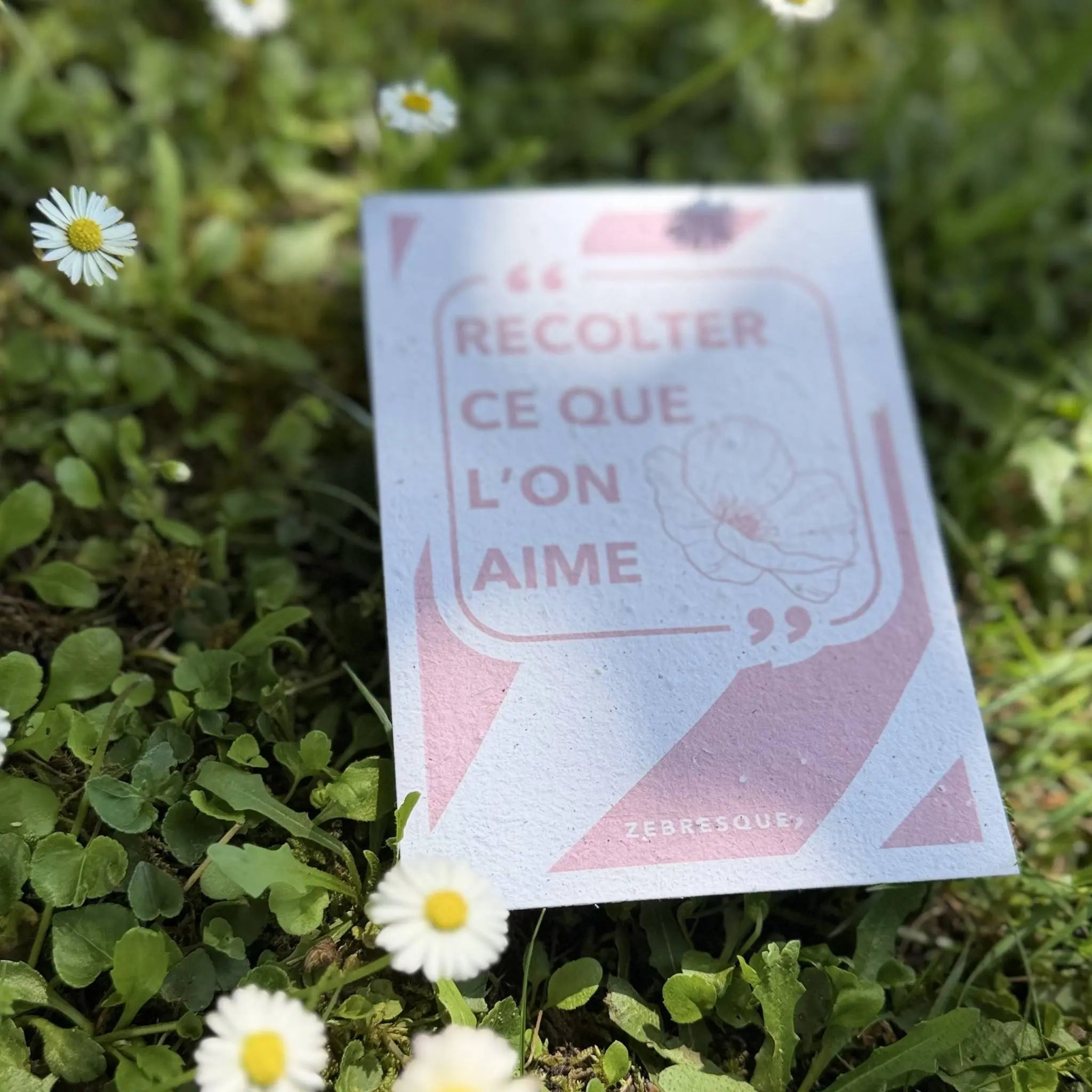 Carte à planter “Récolter ce que l’on aime” photographiée dans la nature avec pâquerettes et lumière naturelle. Carte postale en papier recyclé ensemencé ZEBRESQUE inspirée des univers poétiques, calmes et créatifs.